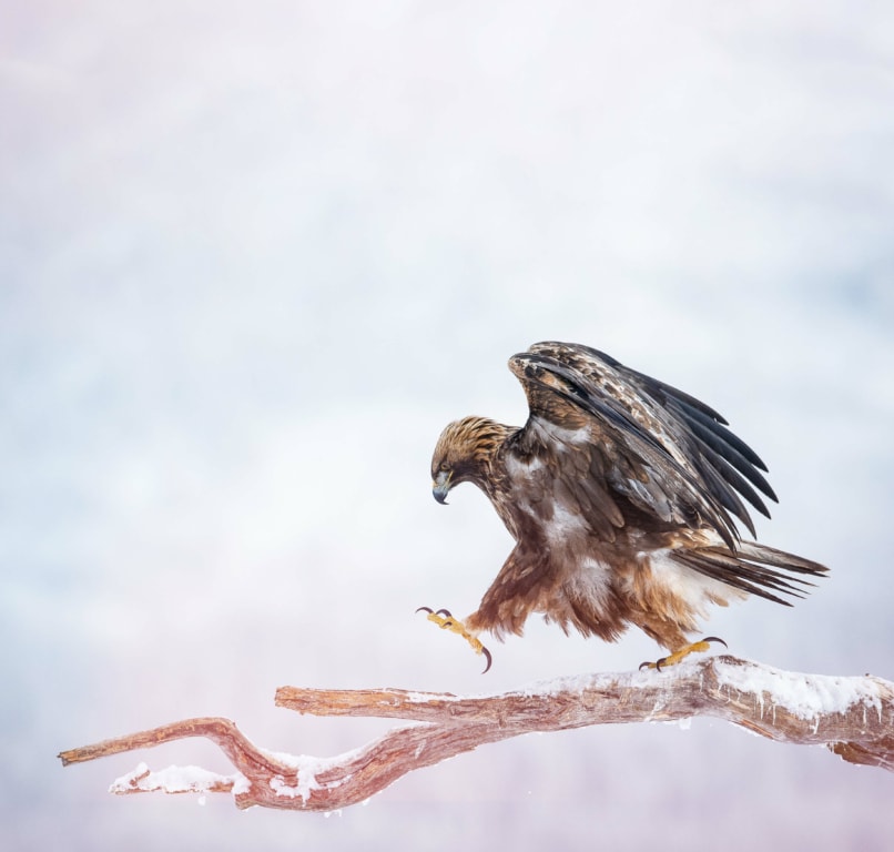 Adler Quiz auf Rosswald